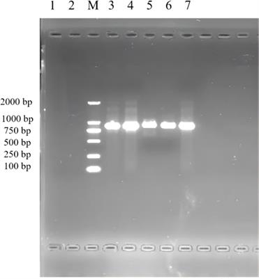 NF-κB signaling pathway mechanism in cow intertoe skin inflammation caused by Fusobacterium necrophorum